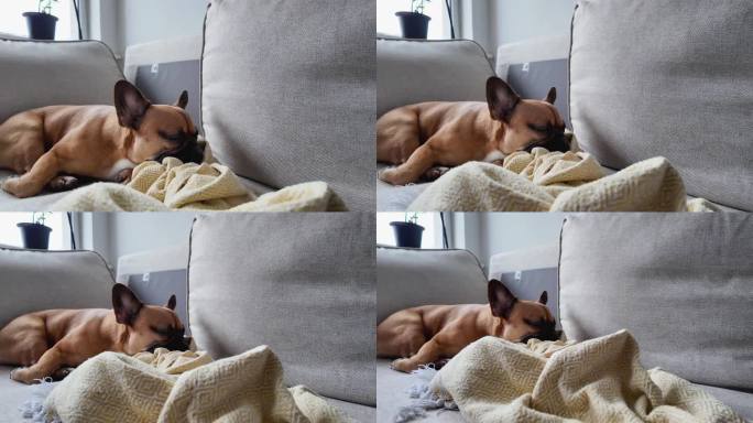 一只法国斗牛犬安静地躺在灰色沙发上，盖着黄毯子。