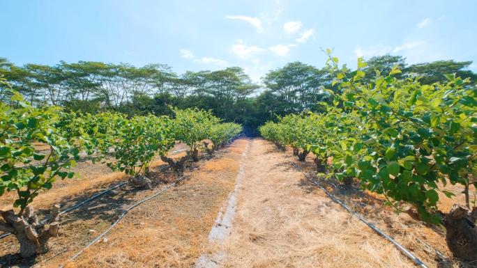 大青枣种植果园果树枣树