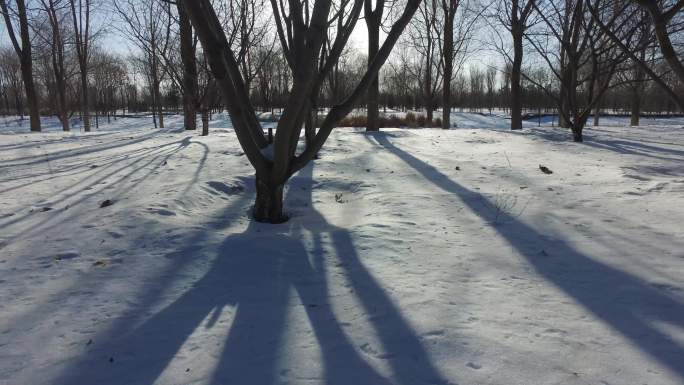 雪后树林光影变化凄美凄凉积雪孤寂初冬早晨