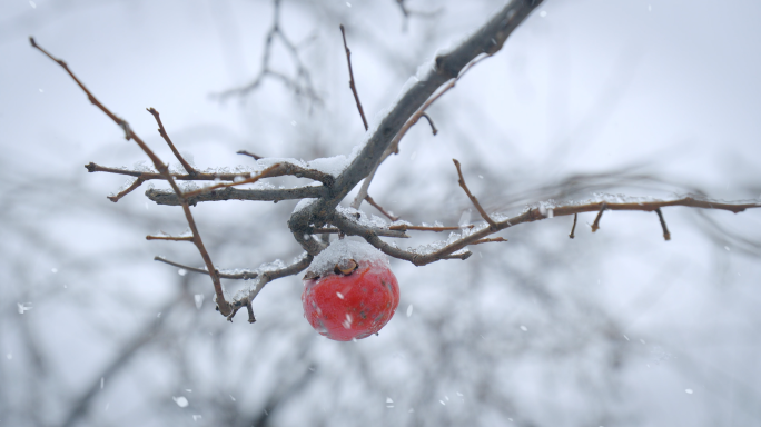 下雪中柿子 大雪飘落雪中景色