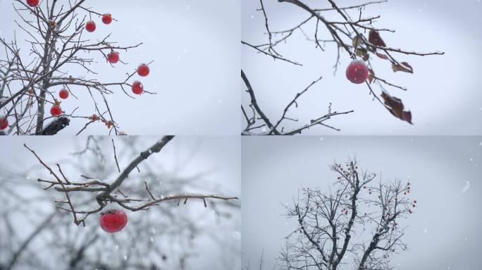 下雪中柿子 大雪飘落雪中景色