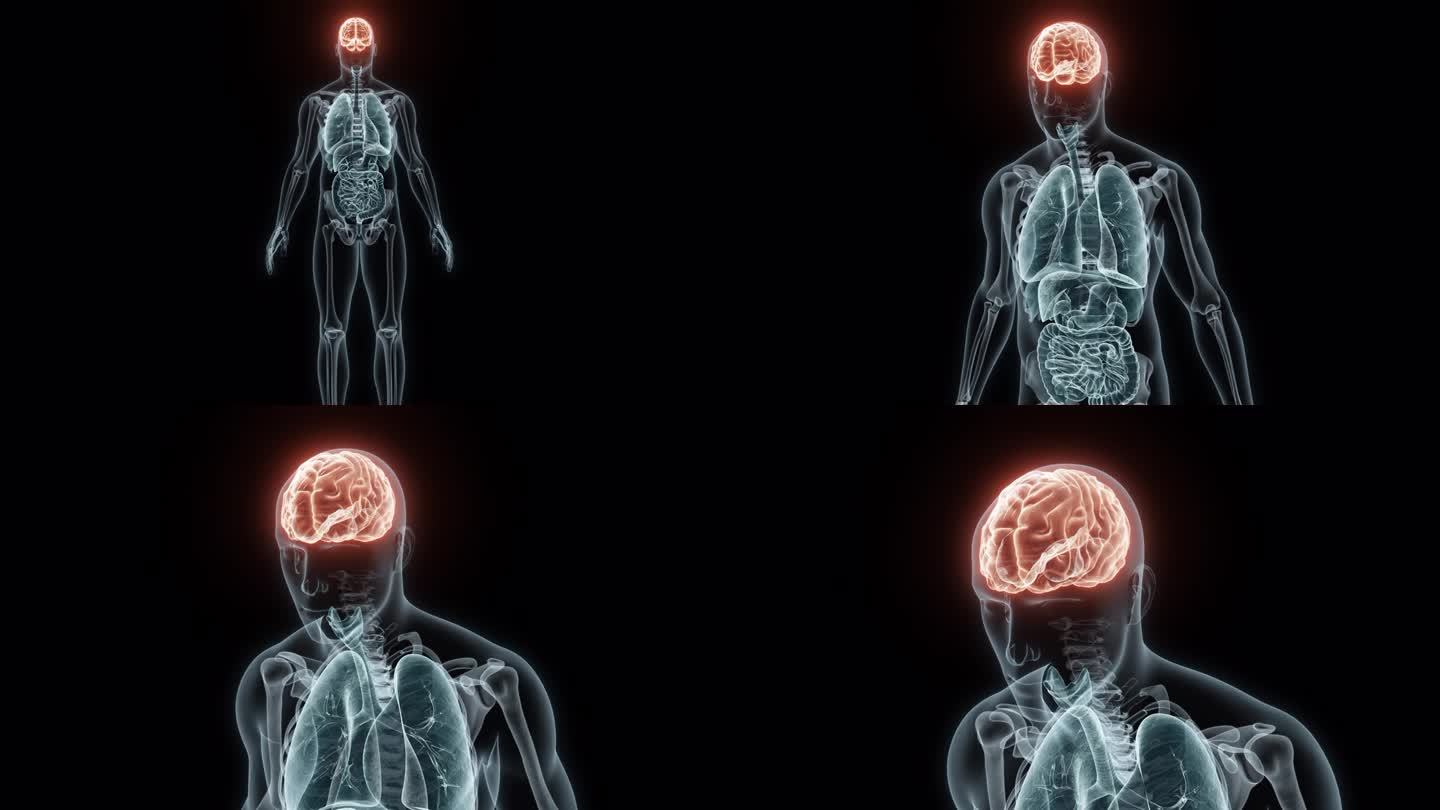 人类大脑的3D医学动画渲染。脑部x光片