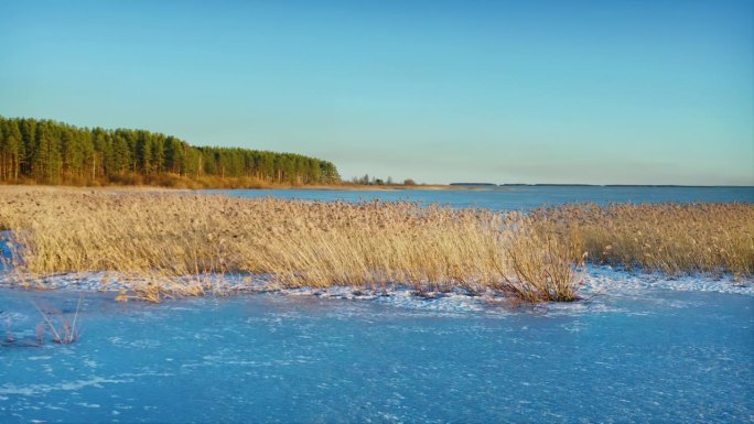 立冬第一天的早晨，芦苇在湖面上结成了冰。天气晴朗，很冷。无人机的画面。无人机拍摄。