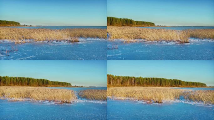 立冬第一天的早晨，芦苇在湖面上结成了冰。天气晴朗，很冷。无人机的画面。无人机拍摄。