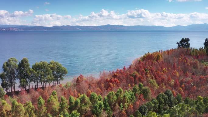 抚仙湖水杉