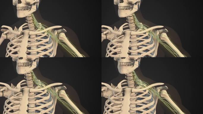 臂丛神经网络在肩部的结构