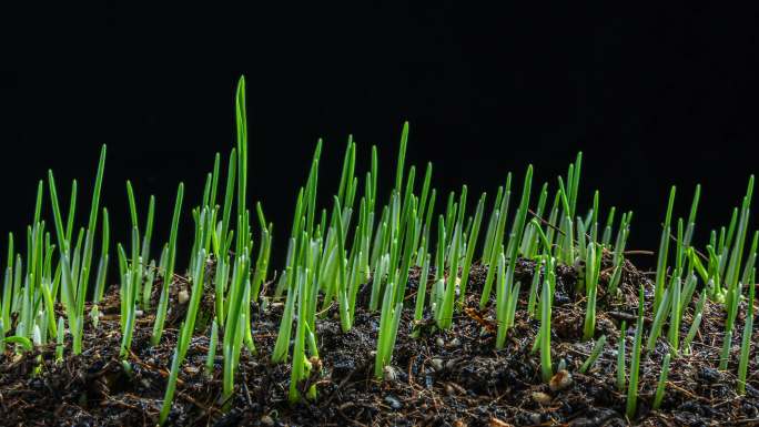 种子发芽植物生长延时