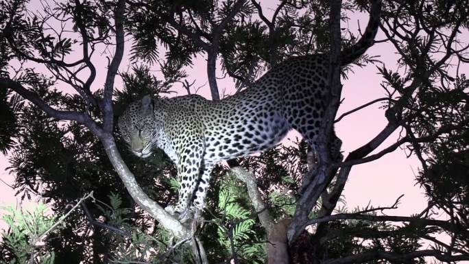 黄昏时分，非洲野生动物园的树上被聚光灯照亮的豹子