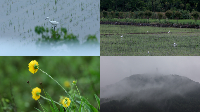 罗田乡村雨中山景，白鹭，田野