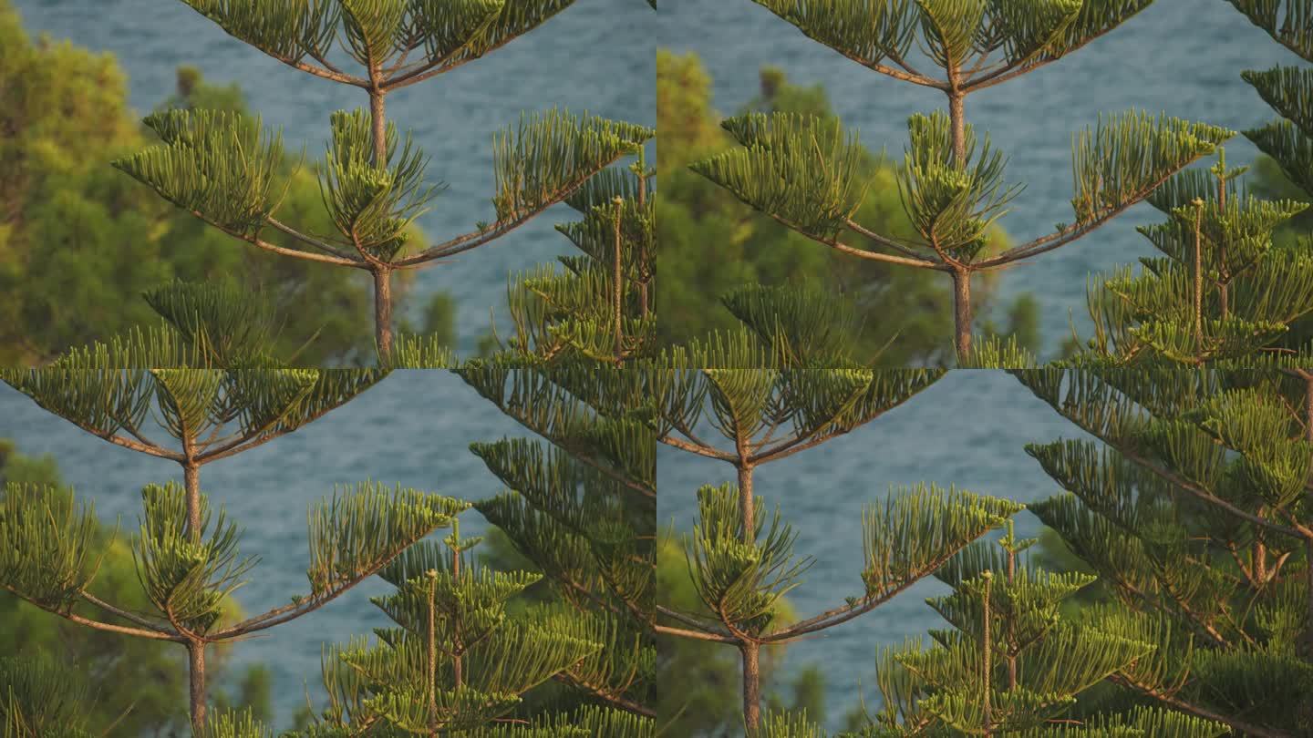 针叶树的一种。土耳其松。这种树是诺福克岛特有的。本地名诺福克。有时被称为星松，没有刺，不会掉针