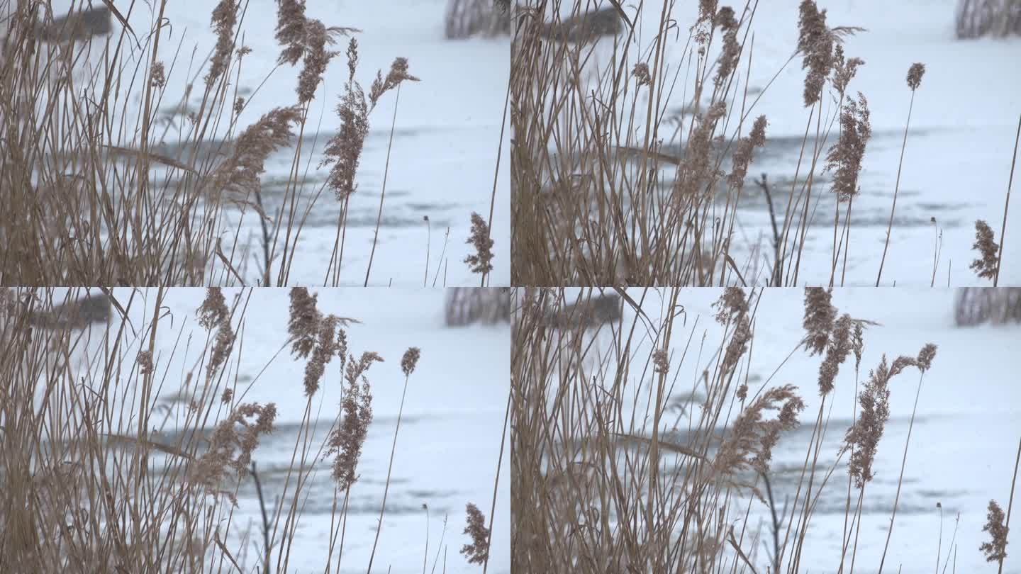 风雪芦苇荡湿地芦苇芦苇丛芦苇草风雪芦苇荡