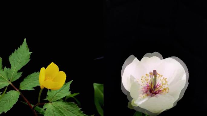 ⚝4K竖屏⚝花卉合集黑背景纯色高级感鲜花