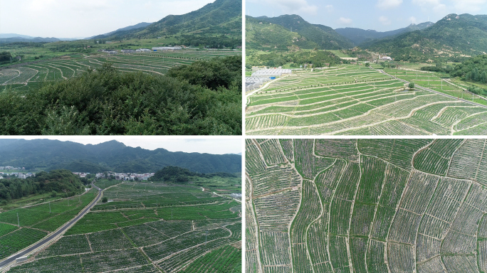 福田河村 福白菊基地 航拍