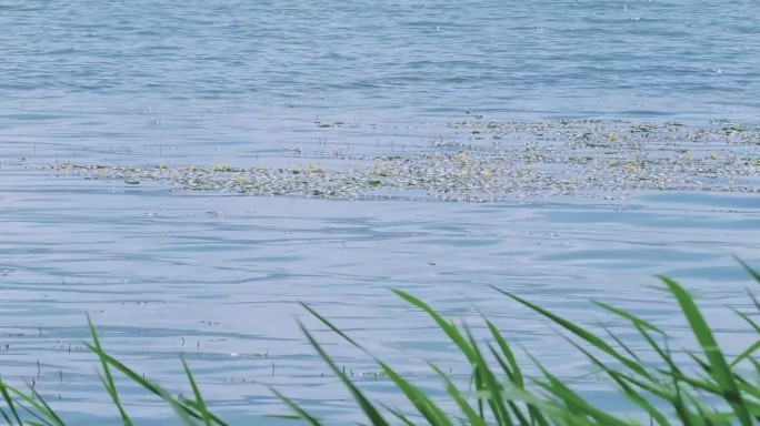 空镜头 诗经 参差荇菜 洱海 云南湿地