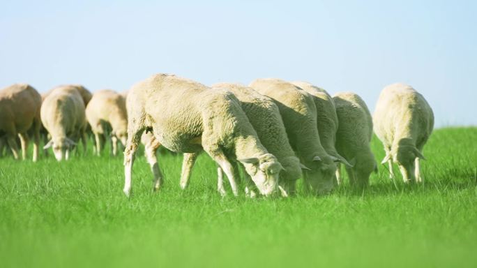 草原 羊群 羊肉 蒙古