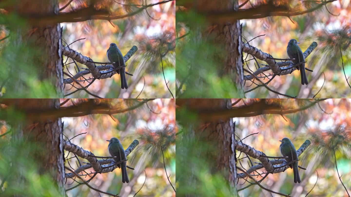 一只棕耳球坐在松枝上，环顾四周，然后飞走了。