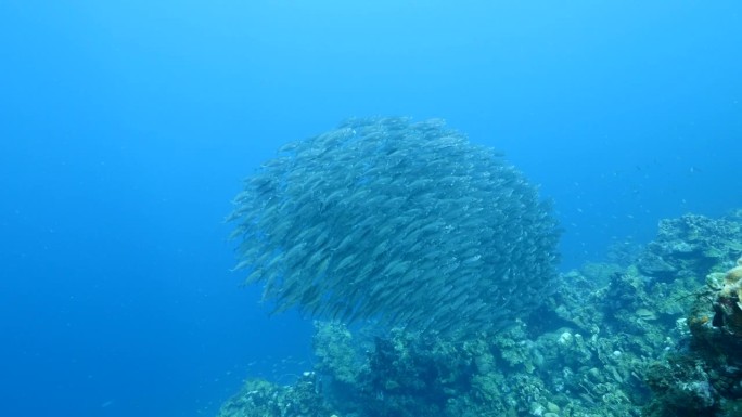 在加勒比海的珊瑚礁里，正在游动的大眼沙棘鱼