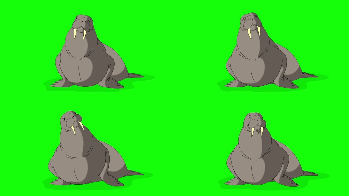 灰色海象坐色度键动画