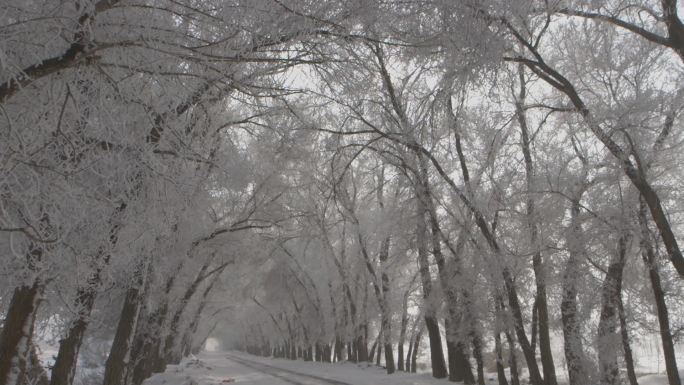 新疆昌吉回族自治州 奇台县 冬季林间道路