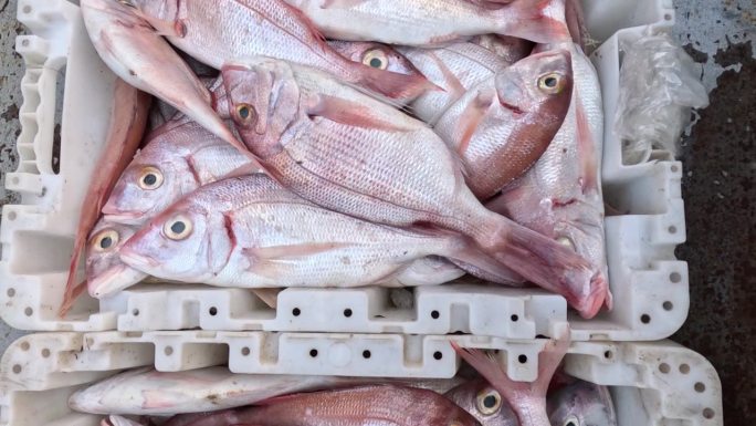 新鲜摩洛哥咸水鱼市场:pagot鱼