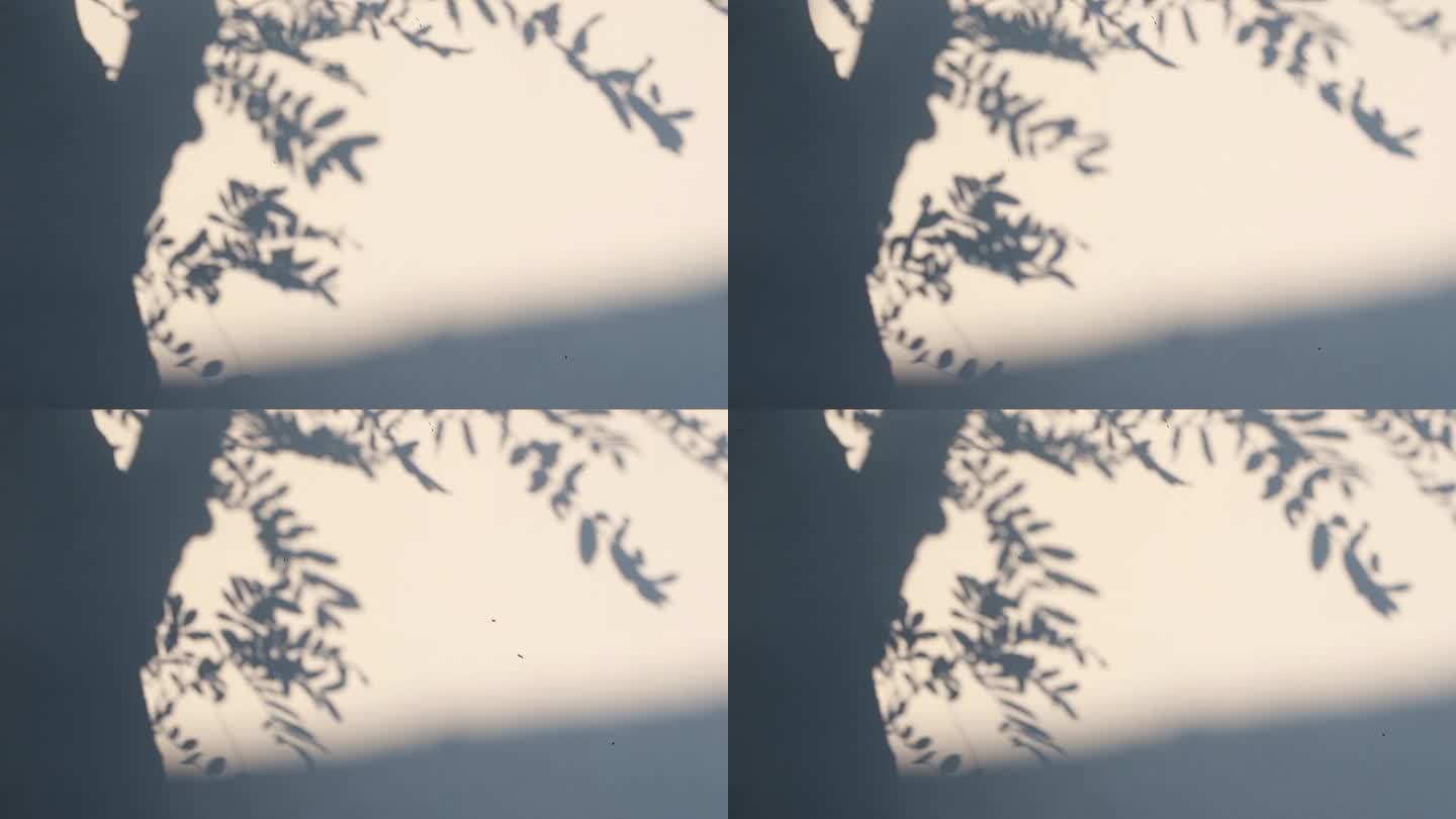 墙上的树和叶子的影子