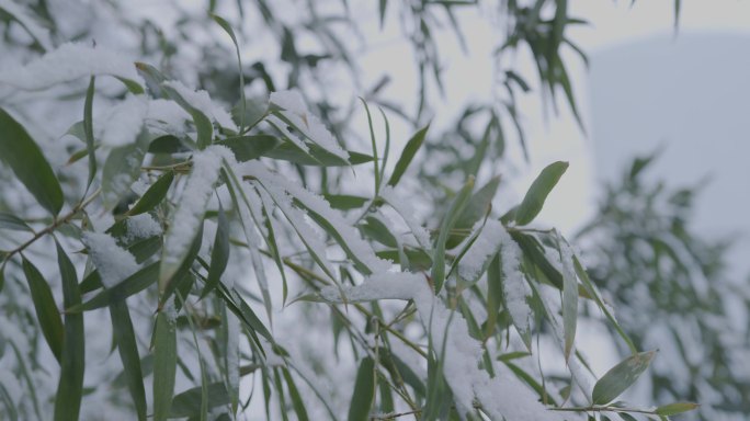 下雪中竹子，大雪空镜镜头