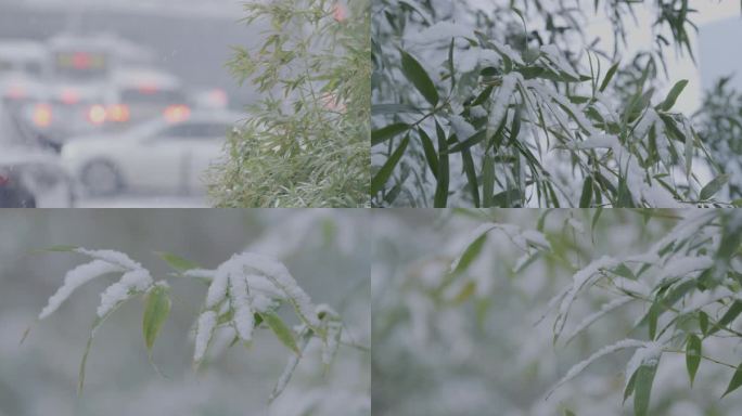下雪中竹子，大雪空镜镜头
