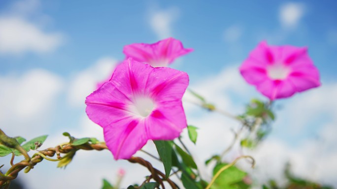 喇叭花牵牛花特写