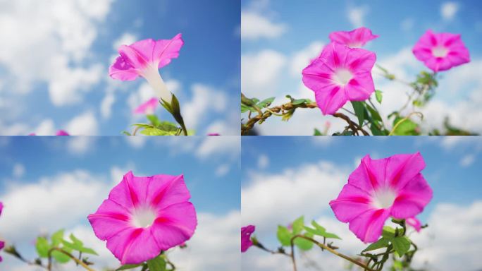 喇叭花牵牛花特写