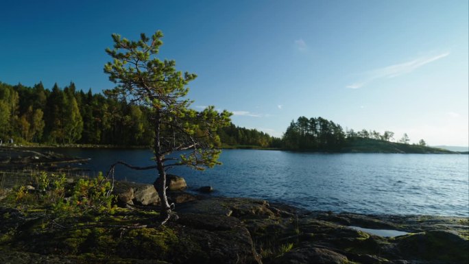 孤独的树在美丽的湖的石头海岸，令人惊叹的自然景观在未开发的领土