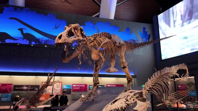 恐龙模型 恐龙化石 博物馆