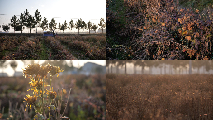 乡村落日前初冬菊花种植地4k50p