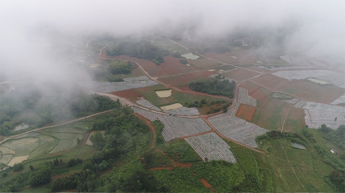 山区农村蓝莓种植特写大景穿云 高清