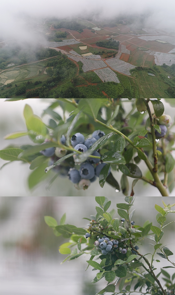 山区农村蓝莓种植特写大景穿云 高清