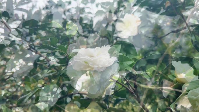 白色山茶花盛开 花的世界很美