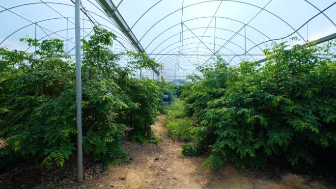 温室大棚果园杨桃树果树种植
