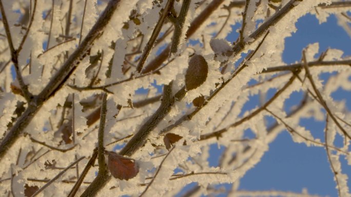 雾凇特写冬季素材立冬大寒雪景素材