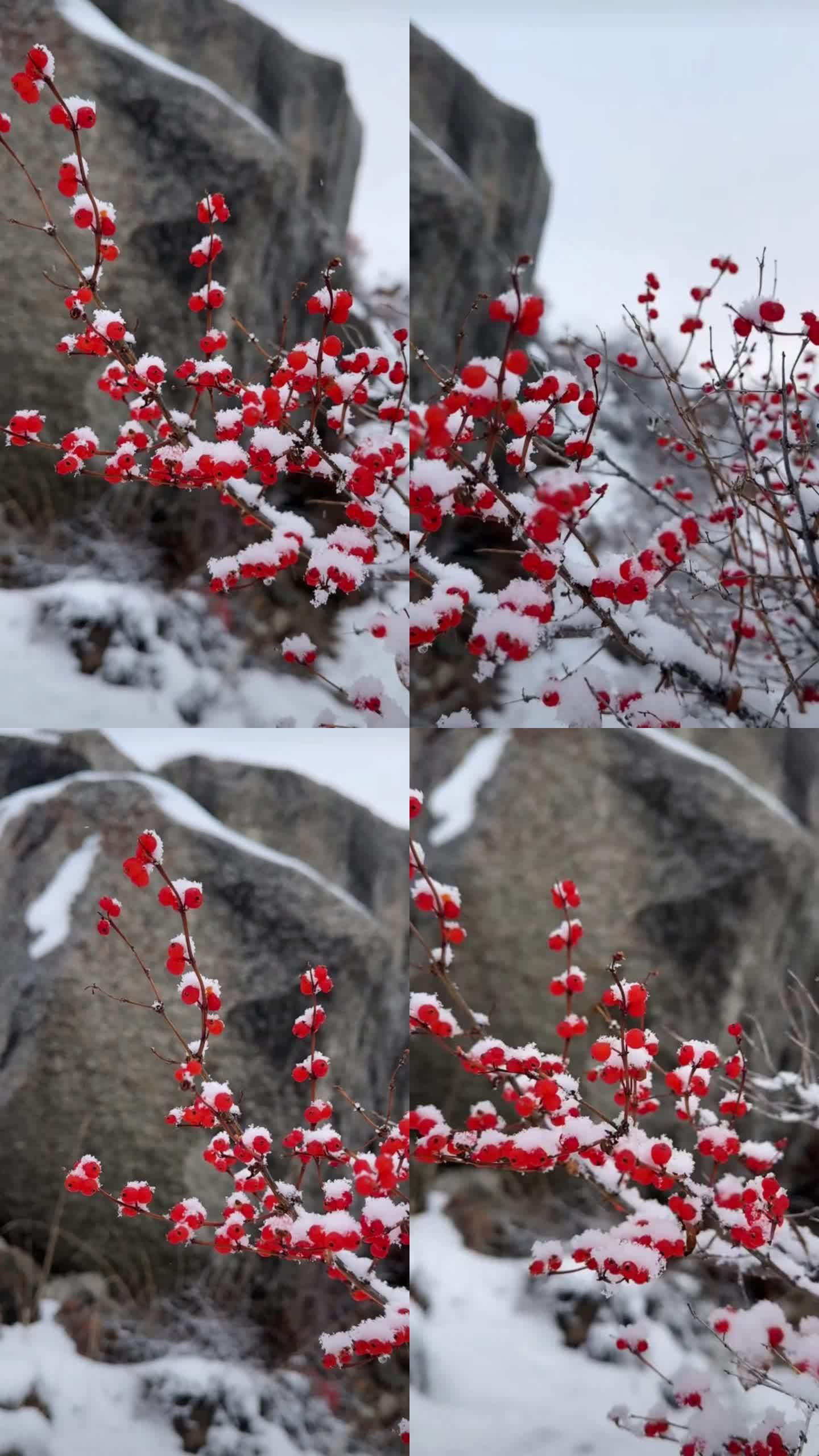 冬季红豆