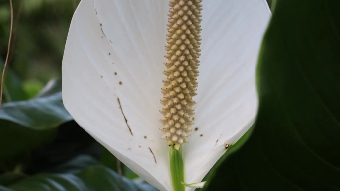白色马蹄莲植物在植物苗圃的特写镜头与模糊的背景