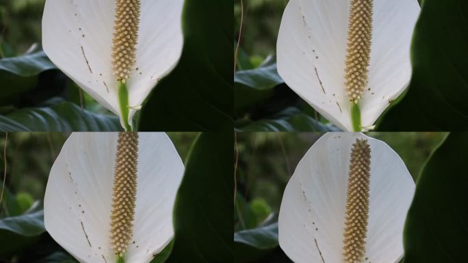 白色马蹄莲植物在植物苗圃的特写镜头与模糊的背景