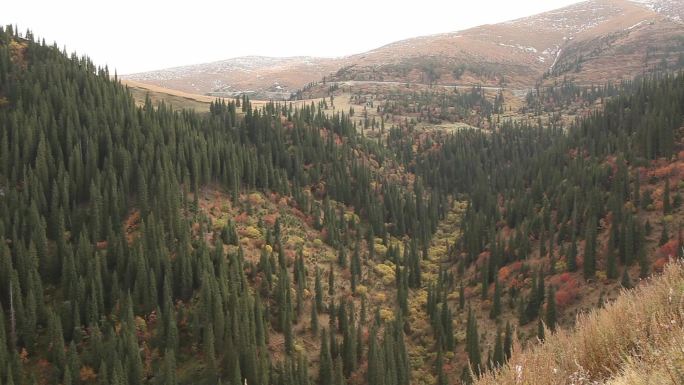 新疆雪山上和山脚的植被树木放牧