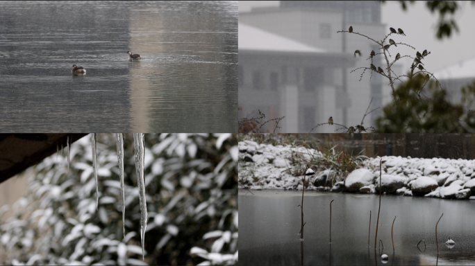 雪中野鸭和鸟雪景下雪