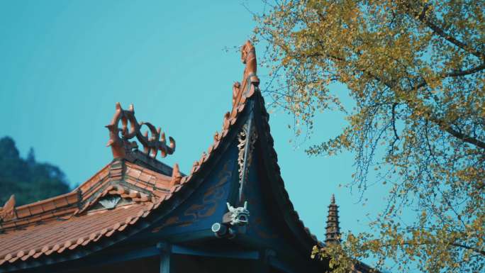 龙湫寺 银杏 秋天 金黄 生态 福建宁德