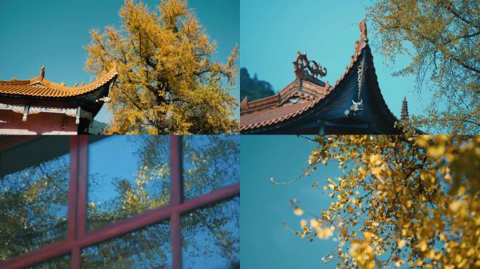 龙湫寺 银杏 秋天 金黄 生态 福建宁德