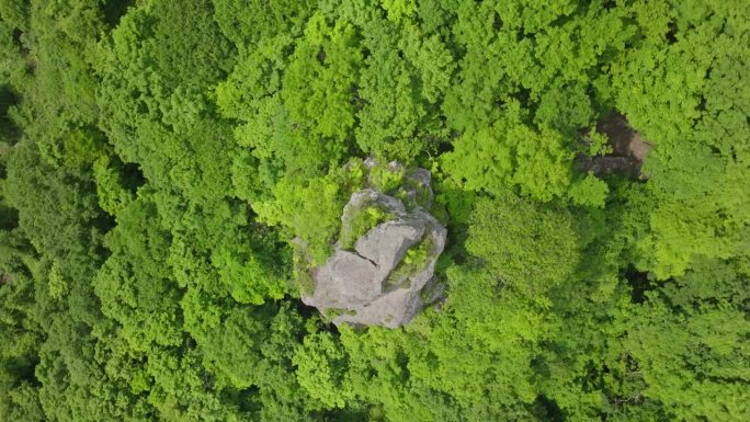 从空中俯瞰，日本北海道附近美丽的深绿色森林。