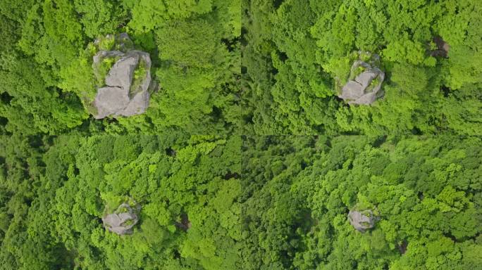 从空中俯瞰，日本北海道附近美丽的深绿色森林。