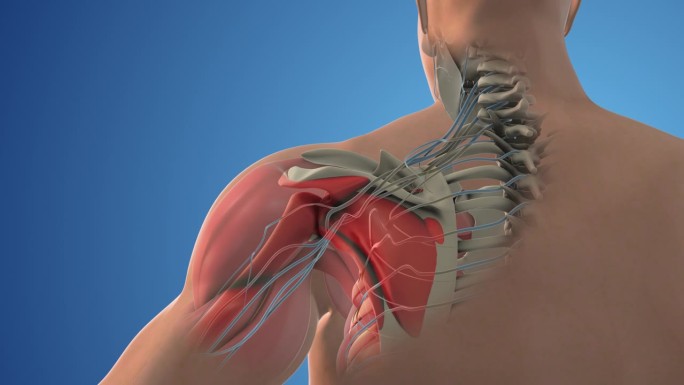 肩关节结构中的臂丛神经网络