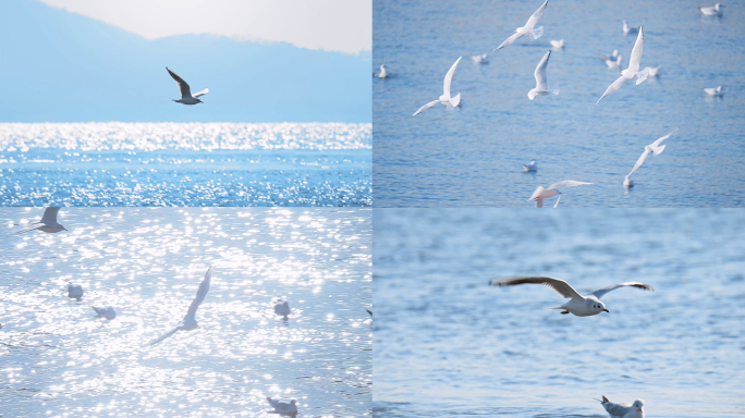 大海 海鸥 海边 飞翔