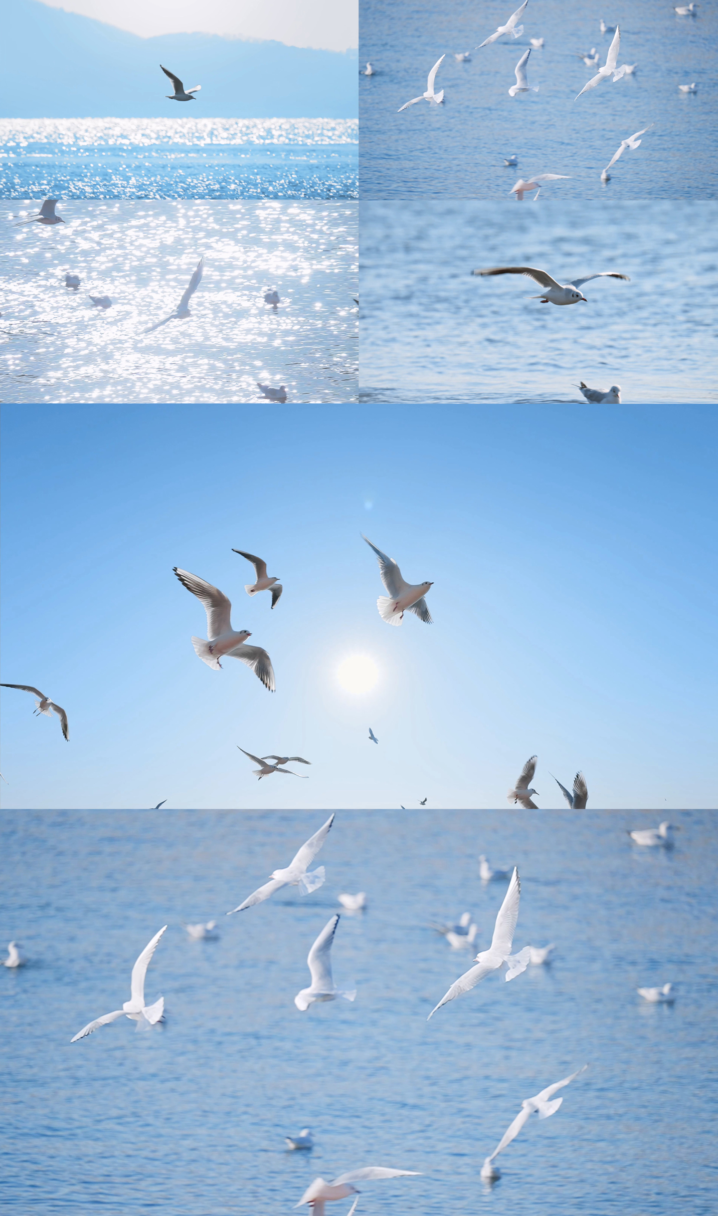 大海 海鸥 海边 飞翔