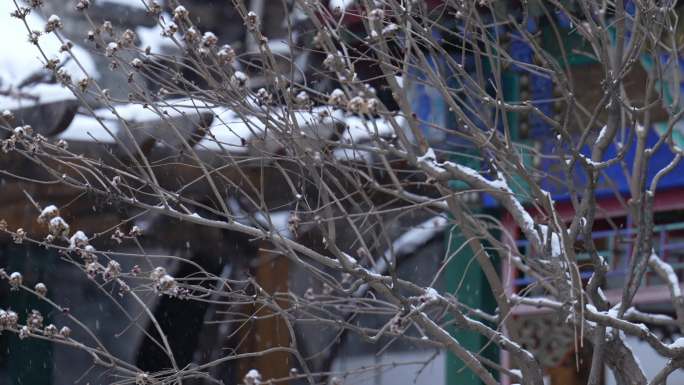 雪景素材故宫雪景老北京古建筑紫禁城胡同